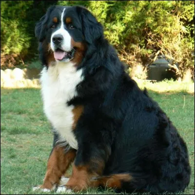 Quelle est cette race de chien ?