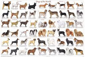 Quiz Races de chiens