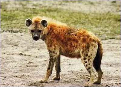 Cet animal se nomme :