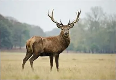 Cet animal se nomme :