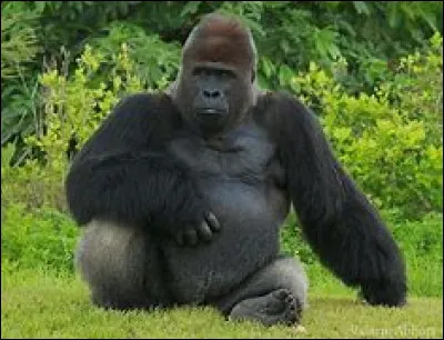 Cet animal se nomme :