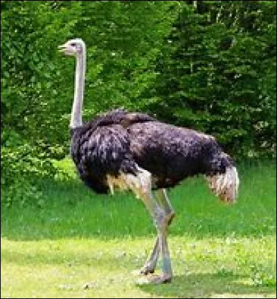 Cet animal se nomme :