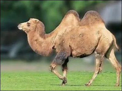 Cet animal se nomme :