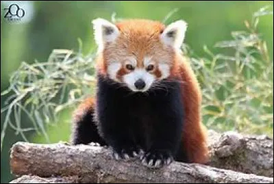 Cet animal se nomme :