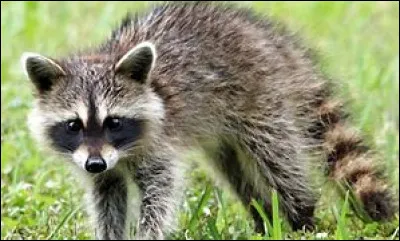 Cet animal se nomme :