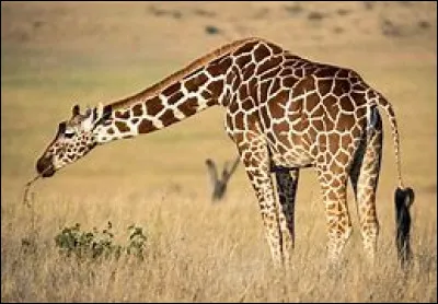 Cet animal se nomme :