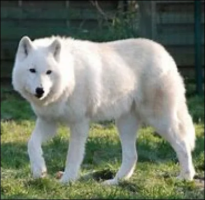 Cet animal se nomme :