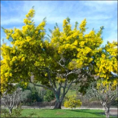 Quel est cet arbre fleurissant jaune en février et annonciateur du printemps ?