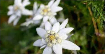 Quel est le nom de cette fleur rare et protégée qui pousse principalement en montagne ?