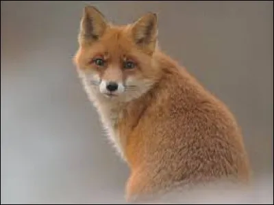 Qui est la femelle du renard ?