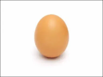 Comment se nomme l'enveloppe externe de l'uf ?