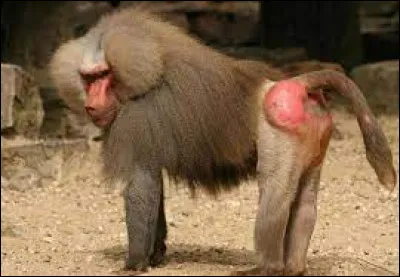 Quel animal est le babouin ?