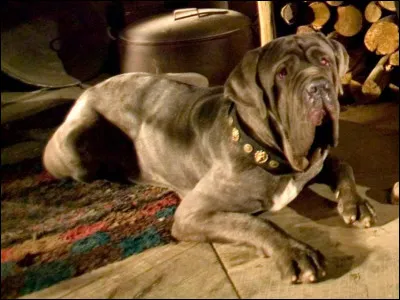 Comment sappelle le chien de Hagrid (dans tous les tomes) ?