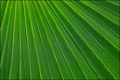 Comment dit-on "vert" en anglais ?