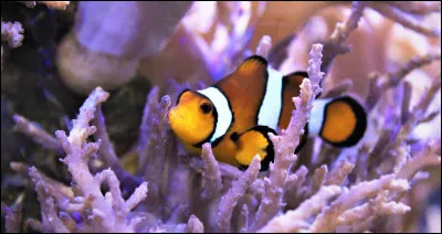 Comment se dit "avril" en anglais ?