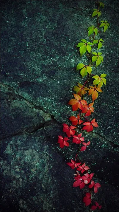 Dans quel domaine décerne-t-on la Feuille d'Or de la ville de Nancy ?