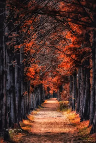 Combien de couches de pâte feuilletée y a-t-il dans un mille-feuille ?