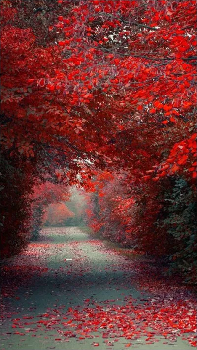 Sur quel logiciel retrouvez-vous des feuilles de calcul ?