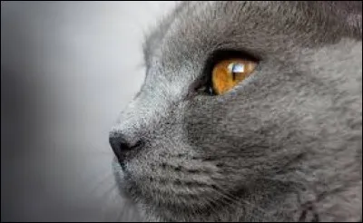 Quelles ont été ses deux compagnes ?