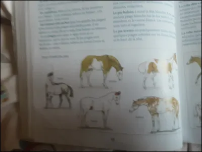 Quels est le nom des 5 robes de la sous-famille des pies ?