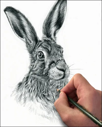 Qui est la dessinatrice ?