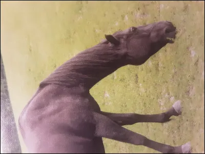 Comment se nomme cette robe ?