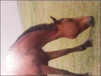 Comment se nomme cette robe ?