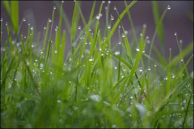 Au petit matin après une nuit relativement fraîche et dégagée, il arrive que l'on retrouve la pelouse trempée. Comment se nomme ce phénomène ?