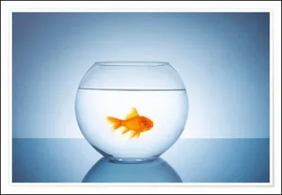 Et leur poisson, comment s'appelle-t-il ?