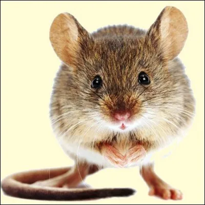 Lequel de ces animaux n�est pas un rongeur ?