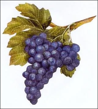 Le raisin est un