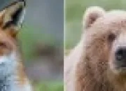 Quiz Canids ou ursids ?