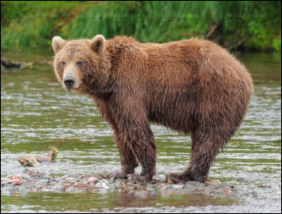 L'ours est un :