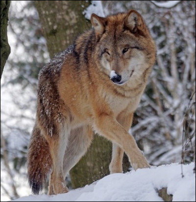Le loup, lui est un :