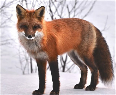 Le renard est :