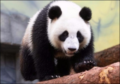 Et puis le panda est un :