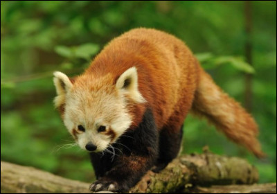 Le panda roux est :