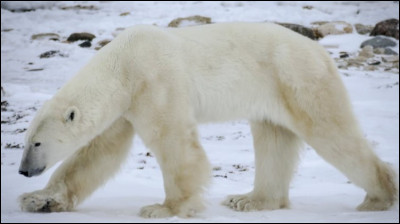 L'ours polaire vient de la famille :