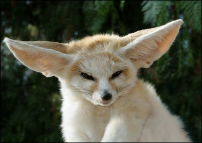 Quelle est la famille du fennec ?