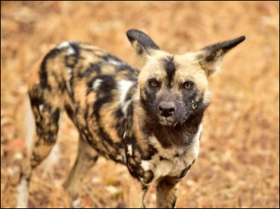 Sans oublier le lycaon qui lui, est un..