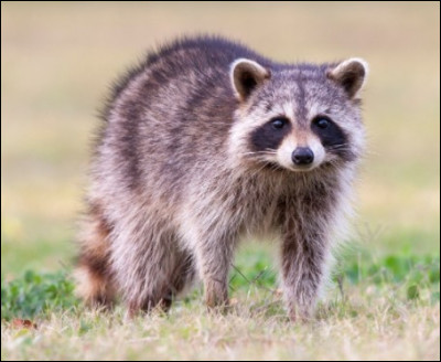 Et pour finir avec le raton laveur :