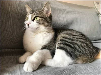 Quel animal choisiriez-vous si vous deviez en emporter un &agrave; Poudlard ?