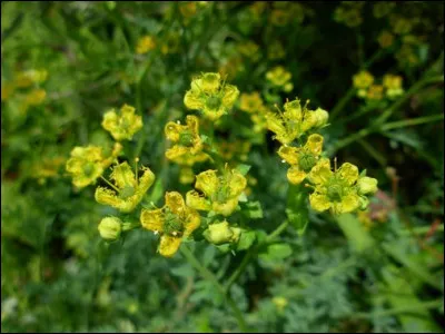 Qu'est ce qui est rouge pour Fritz Lang, en 1945 ?