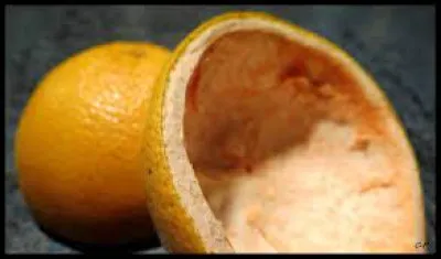 Comment appelle-t-on la partie blanche d'un agrume ?