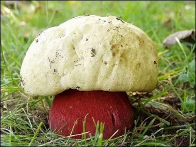 Lequel de ces champignons est impropre à la consommation ?