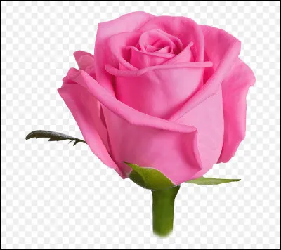 De quelle couleur est la fleur sur la photo ?