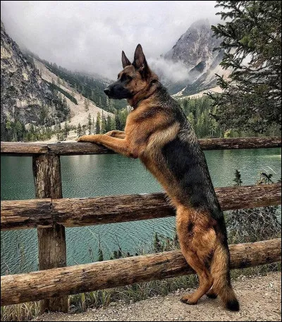 Les chiens ont environ...