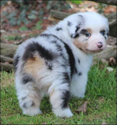 Nous sommes en 2022, les chiens nés cette année porteront un nom commençant par la lettre...