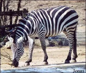 Comment s'appelle ce cousin du cheval ?