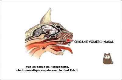 ___ Êtes-vous au parfum ? ___

Lorgane voméronasal, qui n'est quasiment plus fonctionnel chez lêtre humain, sert, chez les mammifères, à la détection